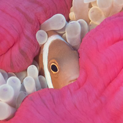 A clownfish hiding away in the anemones. Credit: Stefan Andrews.